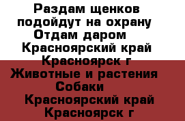 Раздам щенков (подойдут на охрану). Отдам даром.  - Красноярский край, Красноярск г. Животные и растения » Собаки   . Красноярский край,Красноярск г.